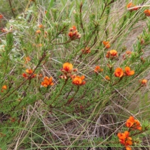 Pultenaea subspicata at Bombay, NSW - 13 Oct 2023