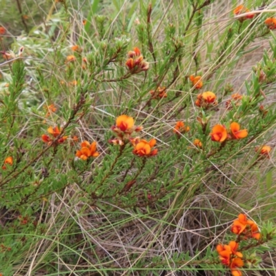 Pultenaea subspicata (Low Bush-pea) at QPRC LGA - 13 Oct 2023 by MatthewFrawley