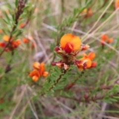 Pultenaea subspicata at Bombay, NSW - 13 Oct 2023 02:44 PM