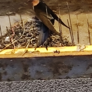 Hirundo neoxena at Batemans Bay, NSW - 13 Oct 2023 06:48 PM