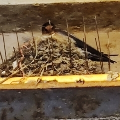 Hirundo neoxena at Batemans Bay, NSW - 13 Oct 2023 06:48 PM