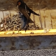 Hirundo neoxena at Batemans Bay, NSW - 13 Oct 2023