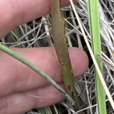 Thelymitra sp. (A Sun Orchid) at Aranda Bushland - 13 Oct 2023 by lbradley