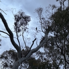 Callocephalon fimbriatum (Gang-gang Cockatoo) at Aranda Bushland - 13 Oct 2023 by lbradley