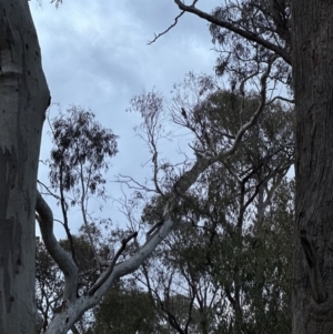 Callocephalon fimbriatum at Belconnen, ACT - 13 Oct 2023