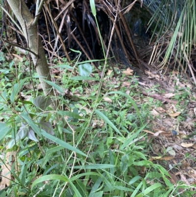 Entolasia marginata (Bordered Panic) at Cullendulla Creek Nature Reserve - 11 Jan 2023 by natureguy