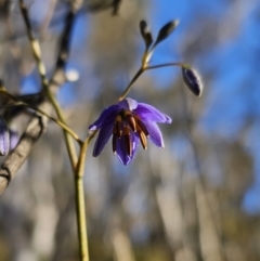 Dianella revoluta var. revoluta (Black-Anther Flax Lily) at Captains Flat, NSW - 13 Oct 2023 by Csteele4