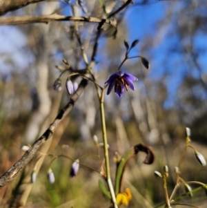 Dianella revoluta var. revoluta at Captains Flat, NSW - 13 Oct 2023