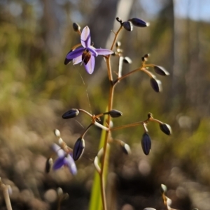 Dianella revoluta var. revoluta at Captains Flat, NSW - 13 Oct 2023