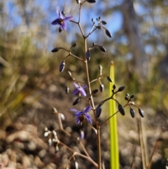 Dianella revoluta var. revoluta at Captains Flat, NSW - 13 Oct 2023