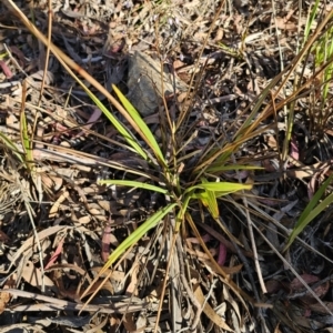 Dianella revoluta var. revoluta at Captains Flat, NSW - 13 Oct 2023