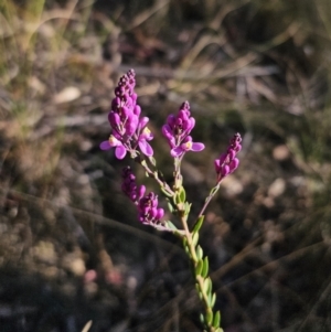 Comesperma ericinum at Captains Flat, NSW - 13 Oct 2023