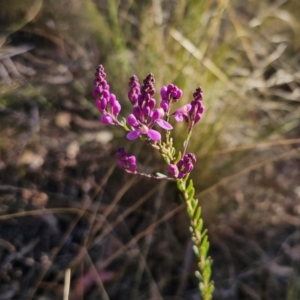 Comesperma ericinum at Captains Flat, NSW - 13 Oct 2023 05:50 PM