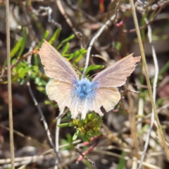 Lampides boeticus (Long-tailed Pea-blue) at QPRC LGA - 13 Oct 2023 by MatthewFrawley