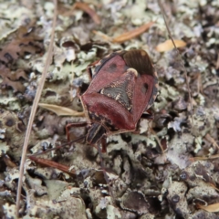 Cermatulus nasalis (Predatory shield bug, Glossy shield bug) at Bombay, NSW - 13 Oct 2023 by MatthewFrawley