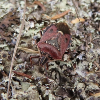 Unidentified Shield, Stink or Jewel Bug (Pentatomoidea) at QPRC LGA - 13 Oct 2023 by MatthewFrawley