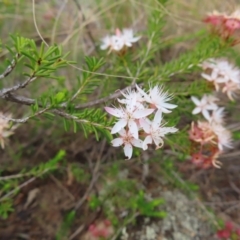 Calytrix tetragona (Common Fringe-myrtle) at QPRC LGA - 13 Oct 2023 by MatthewFrawley