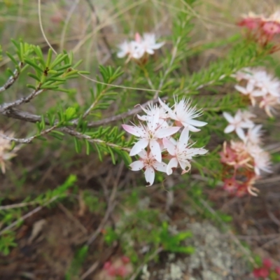 Calytrix tetragona (Common Fringe-myrtle) at Bombay, NSW - 13 Oct 2023 by MatthewFrawley