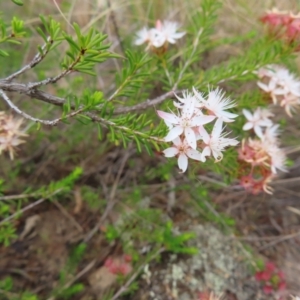 Calytrix tetragona at Bombay, NSW - 13 Oct 2023