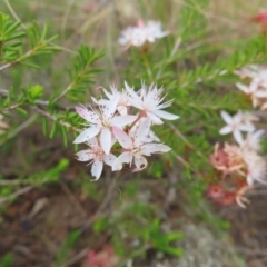 Calytrix tetragona at Bombay, NSW - 13 Oct 2023