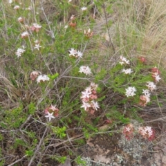 Calytrix tetragona at Bombay, NSW - 13 Oct 2023