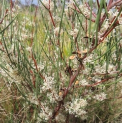 Hakea microcarpa (Small-fruit Hakea) at QPRC LGA - 13 Oct 2023 by MatthewFrawley