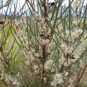 Hakea microcarpa at Bombay, NSW - 13 Oct 2023 03:03 PM