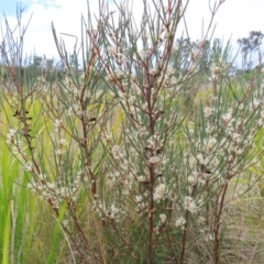 Hakea microcarpa at Bombay, NSW - 13 Oct 2023