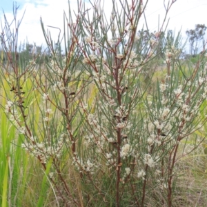 Hakea microcarpa at Bombay, NSW - 13 Oct 2023 03:03 PM