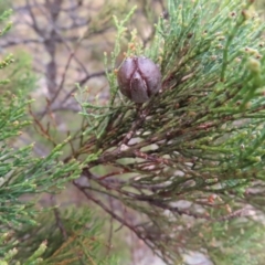 Callitris endlicheri (Black Cypress Pine) at QPRC LGA - 13 Oct 2023 by MatthewFrawley
