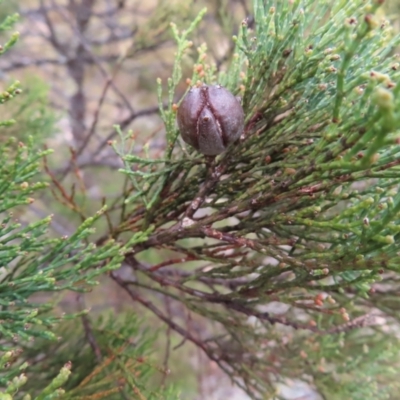 Callitris endlicheri (Black Cypress Pine) at QPRC LGA - 13 Oct 2023 by MatthewFrawley