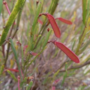 Bossiaea bombayensis at Bombay, NSW - 13 Oct 2023 03:07 PM