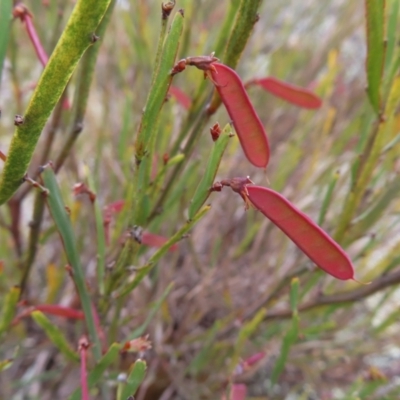 Bossiaea bombayensis (Bombay Bossiaea) at Bombay, NSW - 13 Oct 2023 by MatthewFrawley