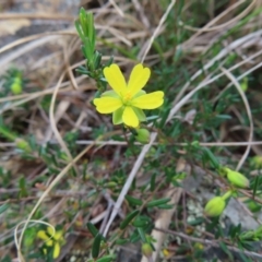 Hibbertia sp. at QPRC LGA - 13 Oct 2023 by MatthewFrawley