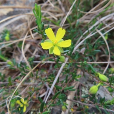 Hibbertia sp. at Bombay, NSW - 13 Oct 2023 by MatthewFrawley