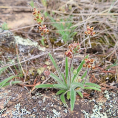 Plantago hispida (Hairy Plantain) at Bombay, NSW - 13 Oct 2023 by MatthewFrawley