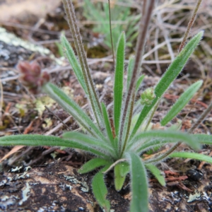 Plantago hispida at Bombay, NSW - 13 Oct 2023