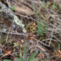 Plantago hispida at Bombay, NSW - 13 Oct 2023