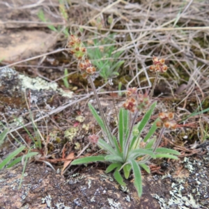 Plantago hispida at Bombay, NSW - 13 Oct 2023