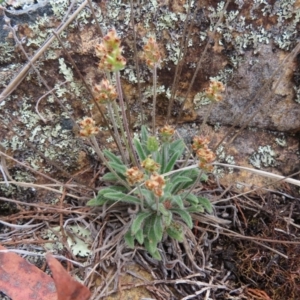 Plantago hispida at Bombay, NSW - 13 Oct 2023 03:10 PM