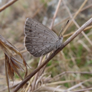 Erina acasta at Bombay, NSW - 13 Oct 2023