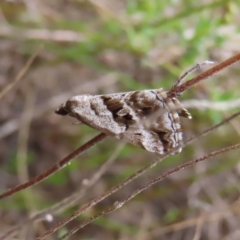 Dichromodes stilbiata (White-barred Heath Moth) at Bombay, NSW - 13 Oct 2023 by MatthewFrawley