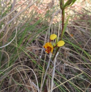 Diuris semilunulata at Bombay, NSW - 13 Oct 2023