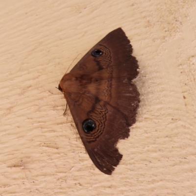 Dasypodia selenophora (Southern old lady moth) at QPRC LGA - 13 Oct 2023 by MatthewFrawley