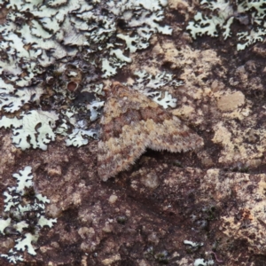 Dichromodes disputata at Bombay, NSW - 13 Oct 2023