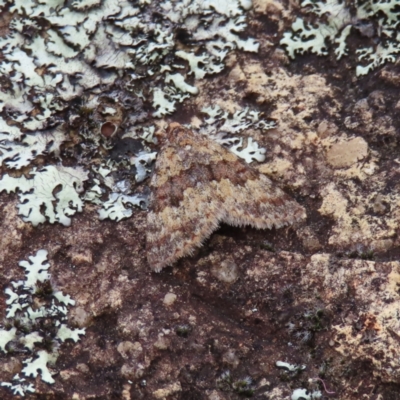 Dichromodes disputata (Scaled Heath Moth) at QPRC LGA - 13 Oct 2023 by MatthewFrawley