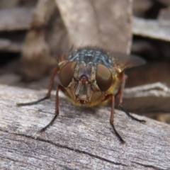 Calliphora stygia (Brown blowfly or Brown bomber) at QPRC LGA - 13 Oct 2023 by MatthewFrawley