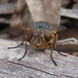 Calliphora stygia at Bombay, NSW - 13 Oct 2023