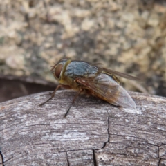 Calliphora stygia at Bombay, NSW - 13 Oct 2023