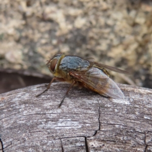 Calliphora stygia at Bombay, NSW - 13 Oct 2023 03:21 PM